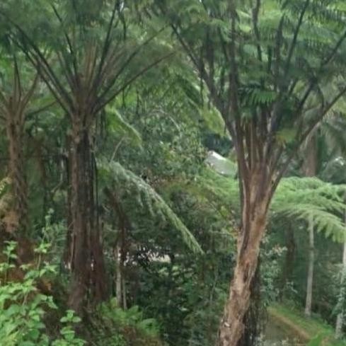 Pohon Pakis Paku Tihang Besar Pakis Monyet