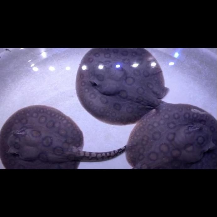 Pari Motoro Air Tawar Diameter 9Cm Co