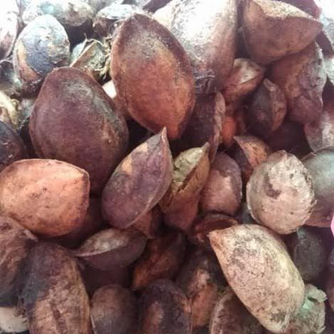 

Biji Ketapang Kering 20Kg Co