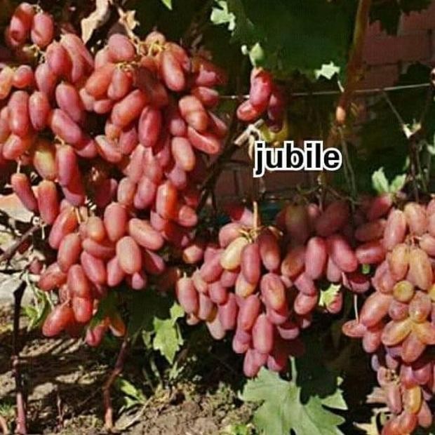 

BIBIT ANGGUR IMPORT JUBILE