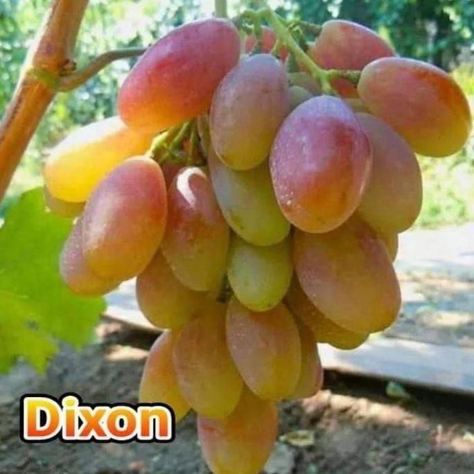 

BIBIT ANGGUR IMPORT DIXON (asli grafting)