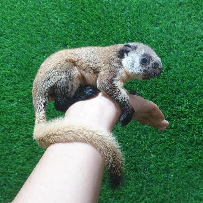 Baby Tupai Jalarang Jelarang Bajing Besar Tupay