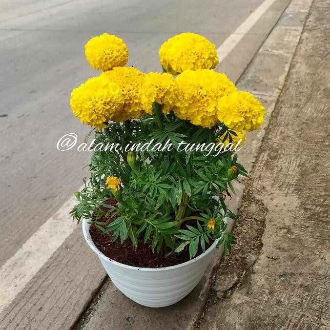 Ready tanaman bunga marigold rimbun + pot putih