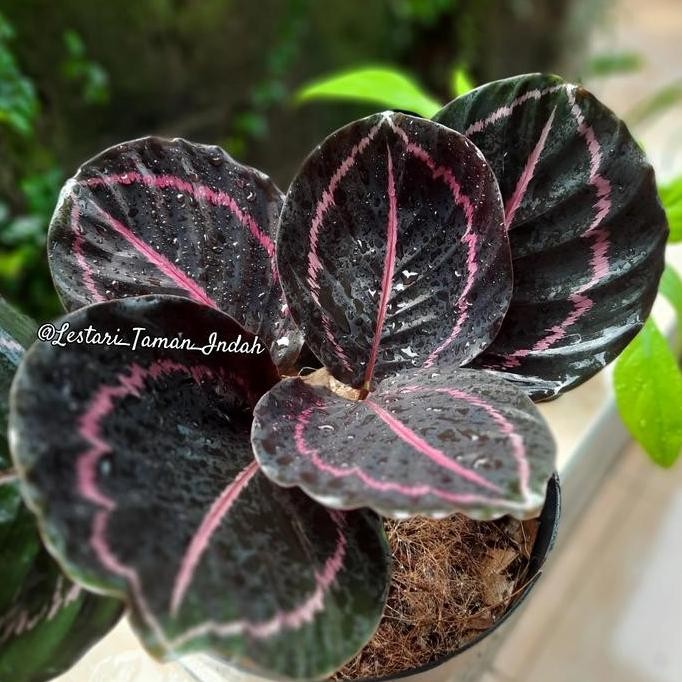 Ready tanaman calathea black lipstik dewasa