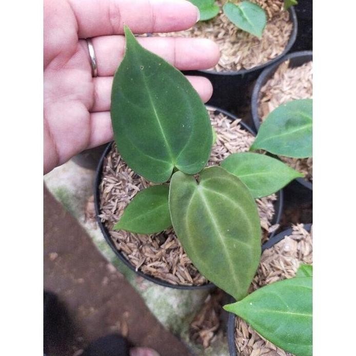 Ready promo anthurium Tiger red cantik anakan