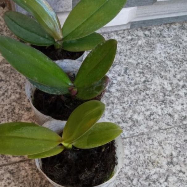 Ready paket anggrek bulan