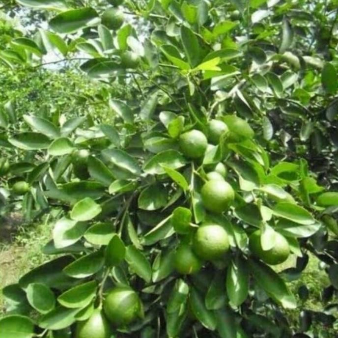 

Ready Pohon Jeruk Nipis