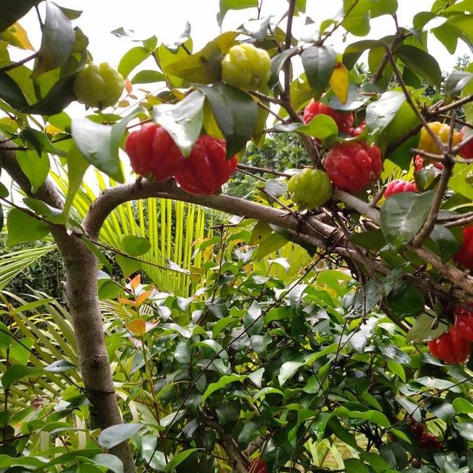 Ready Pohon bonsai dewandaru //buah siyanto tinggi 2meter
