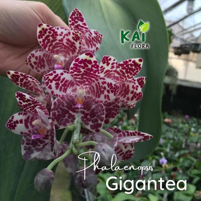 Ready Phalaenopsis Gigantea