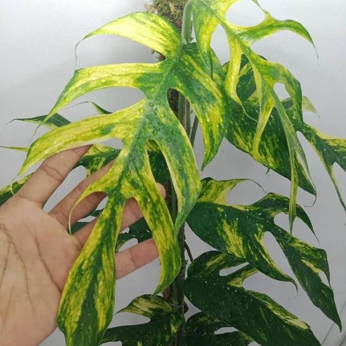 Ready Tanaman hias monstera epipremnum kujang kuning - Epipremnum Varigata