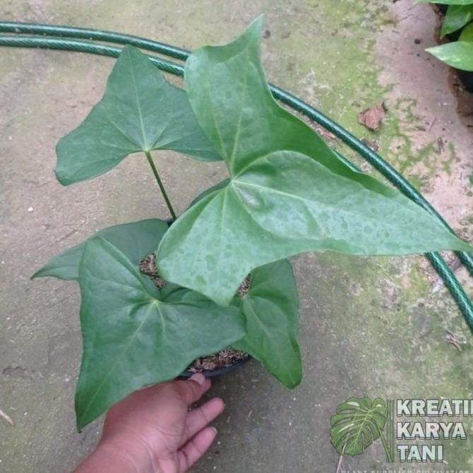 Ready Tanaman hias anthurium pterodactyl - Anthurium prodactyl