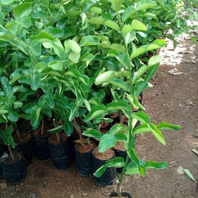 Bibit Jeruk Purut Tanaman Buah Jeruk Purut Pohon Jeruk Purut