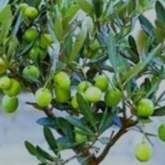 POHON Bibit Tanaman Hias Buah Zaitun| Buah Zaitun|Bibit Buah BISA COD