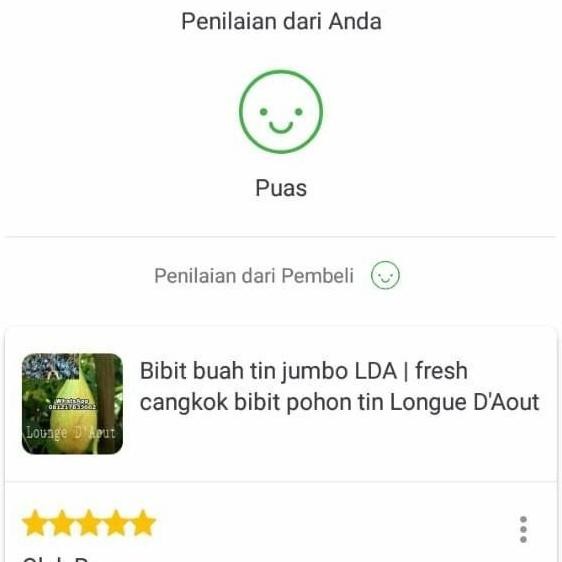 POHON Bibit tanaman buah tin merah jumbo Blue BISA COD