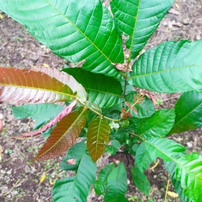 POHON Bibit Tanaman Buah Matoa Pohon Buah Matoa BISA COD