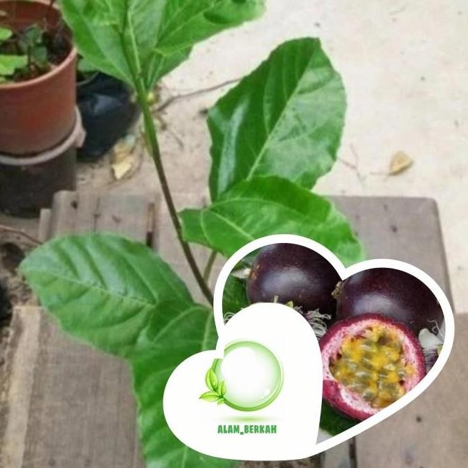 Bibit pohon buah markisa ungu/tanaman buah markisa ungu BISA COD