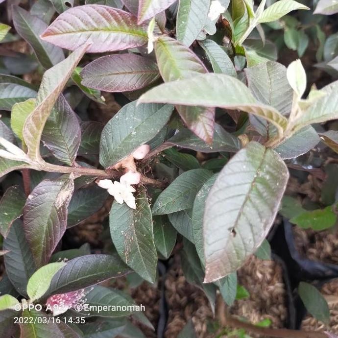 POHON Bibit Tanaman Buah Jambu Biji stralia Jambu Biji Mini Merah BISA COD