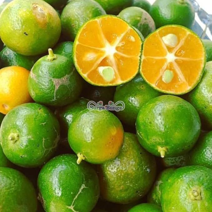 

POHON jeruk lemon cui tanaman bibit buah jeruk kolomonde BISA COD