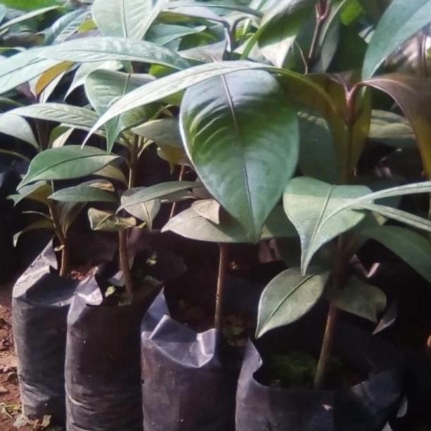 bibit buah manggis at bibit pohon manggis BISA COD