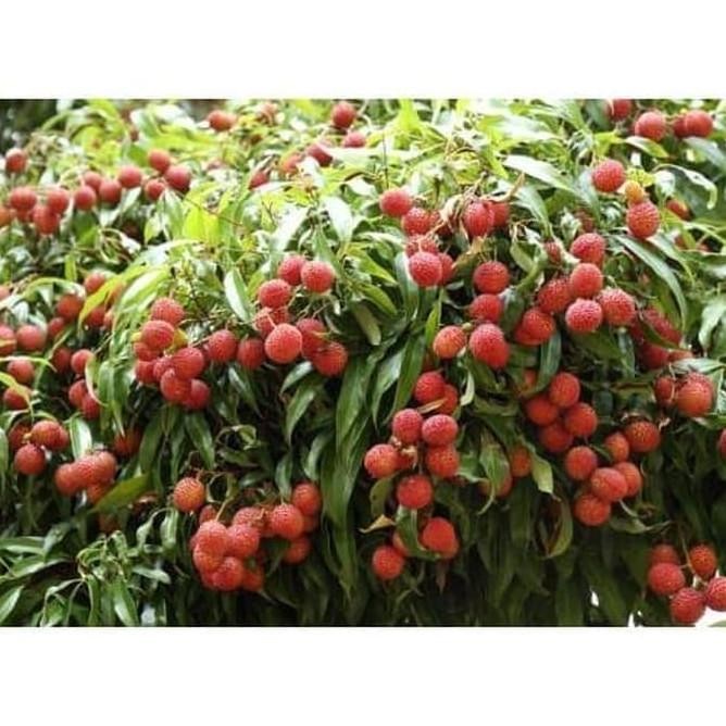 POHON DI BANTING Restock Bibit Tanaman Buah Leci Dataran rendah dan Tinggi
