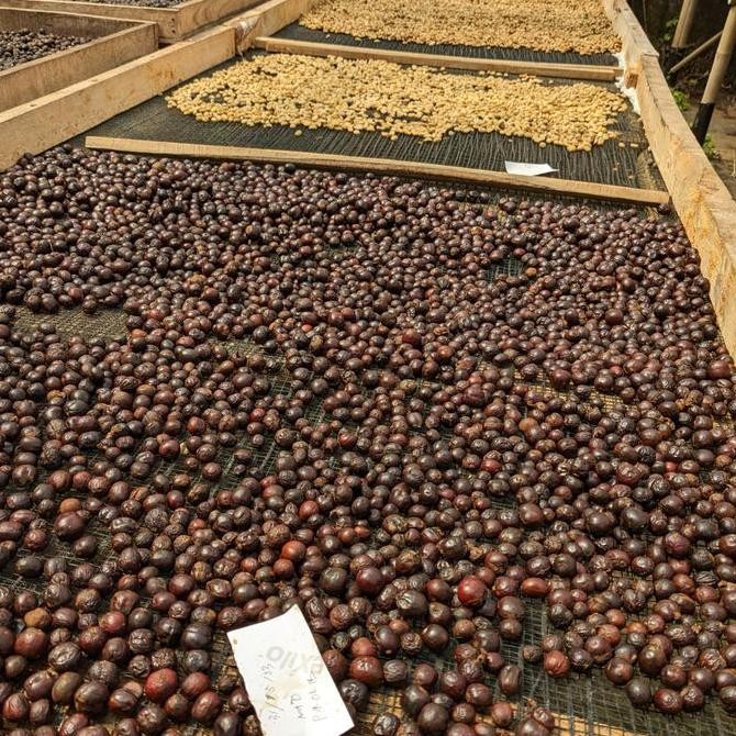 

Wonocoyo Arabica Greenbean / Arabika Green Bean / Biji Kopi Mentah Kualitas Terbaik Harga Termurah