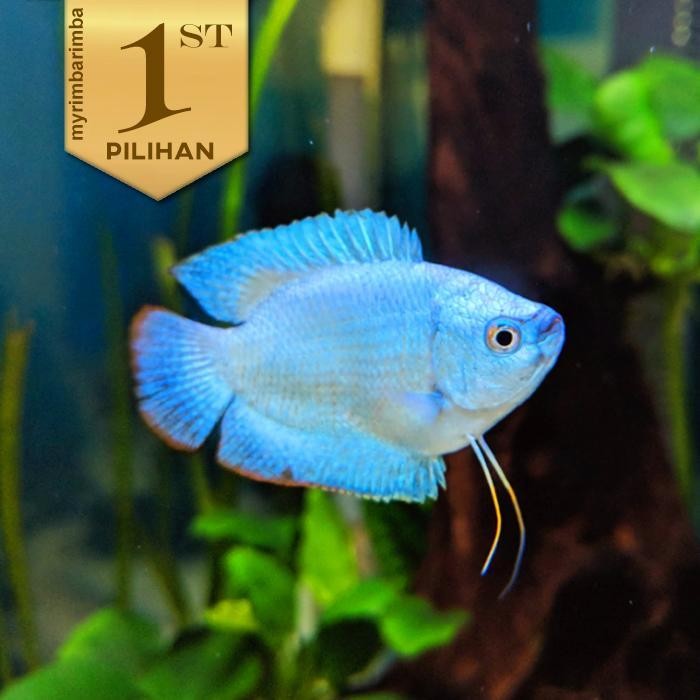 AL Sepat Neon Blue Gourami Ikan Hias Aquascape Hiasan Aquarium Tanaman