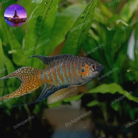 AL IKAN HIAS SEPAT PARADISE