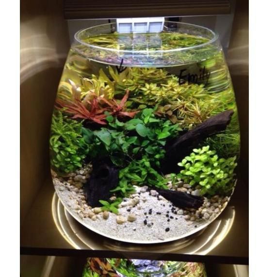 AL Aquarium Mini Ikan Cupang /Akuarium Kaca bulat