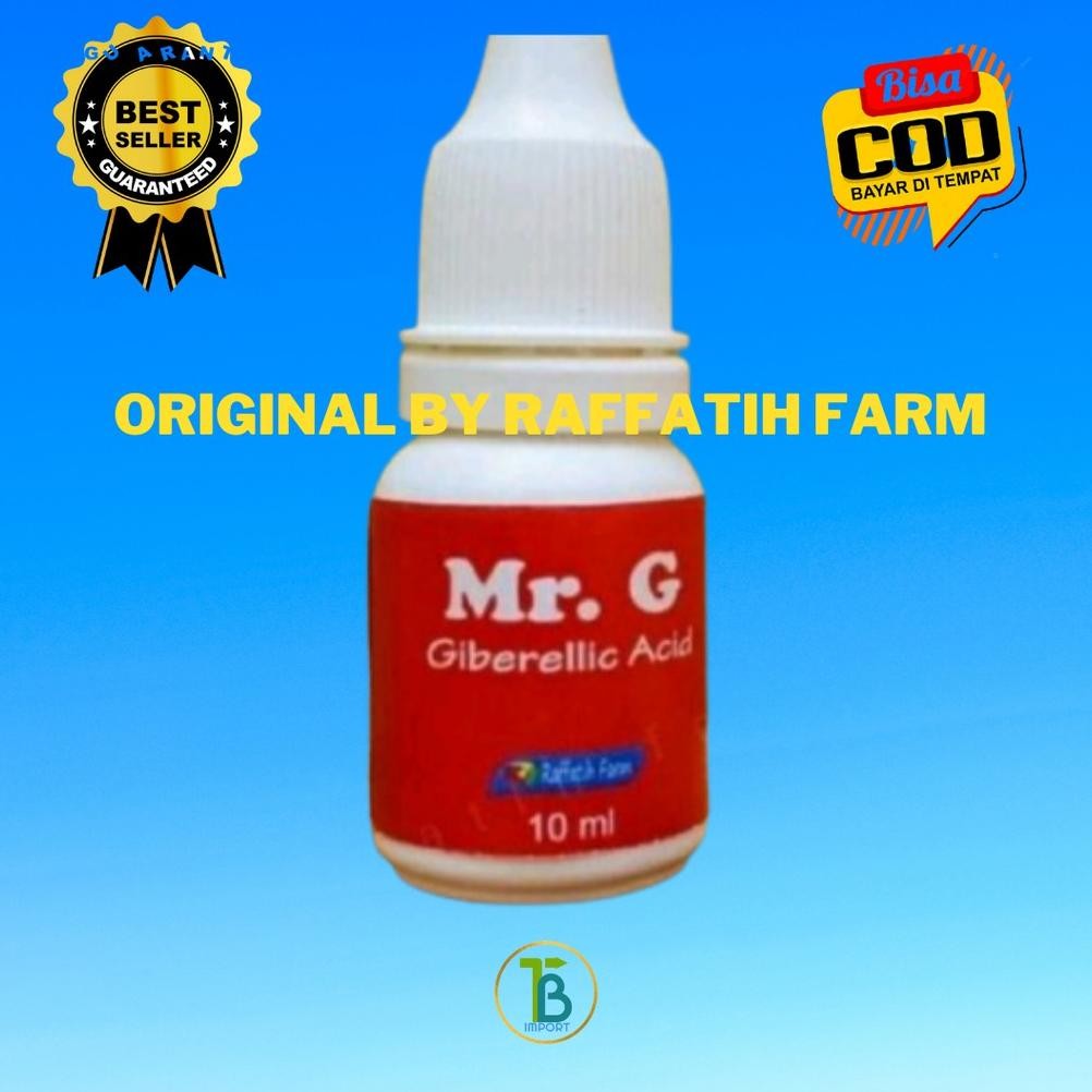 Ga3 anggur Mr G Raffatih farm Original Nugi