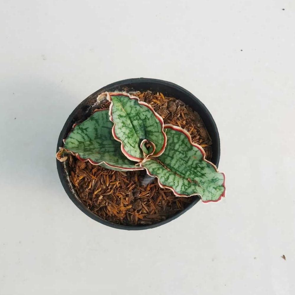 tanaman hias sensivera murah langka sensivera Silver blue Nugi