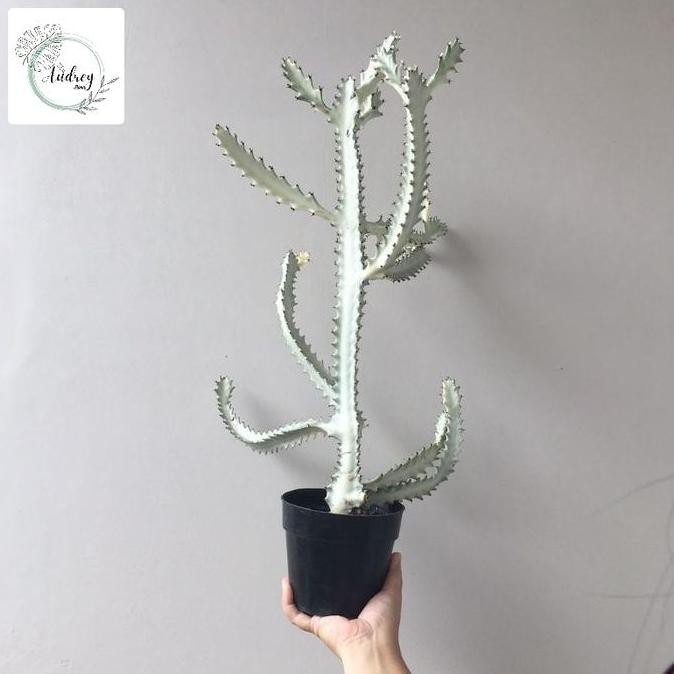 Tanaman hias kaktus albino - kaktus putih - tanaman hias - pohon kaktus