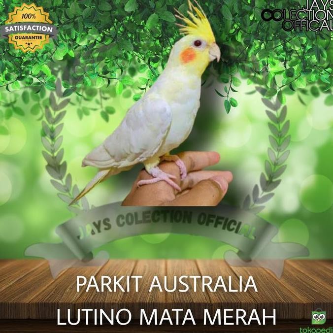Promo Burung Parkit Australia Lutino Mata Merah Langka Cantik Jinak