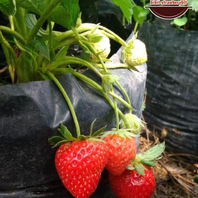 bibit tanaman strberry nyoho buah ISTIMEWA