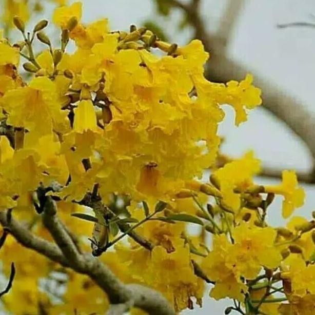 Bibit tanaman pohon tabebuya bunga kuning - pohon sakura indonesia BARANG SUPER