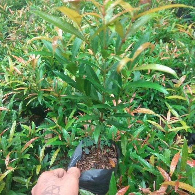 tanaman hias pucuk merah - bibit - biji - pucuk merah terbaru