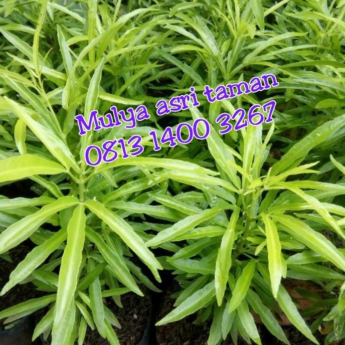 pohon/tanaman zodia /bibit pohon zodia /tanaman anti nyamuk zodia BARANG SUPER