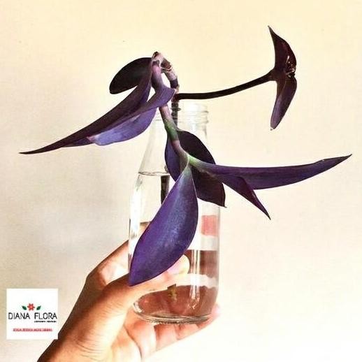 Tanaman Air Indoor Ha Ungu Hias Bibit Tanaman Hias Mini Indoor terbaru