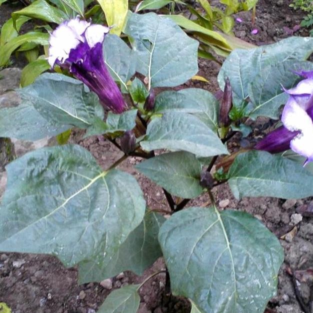 bibit tanaman kecubung ungu terbaru