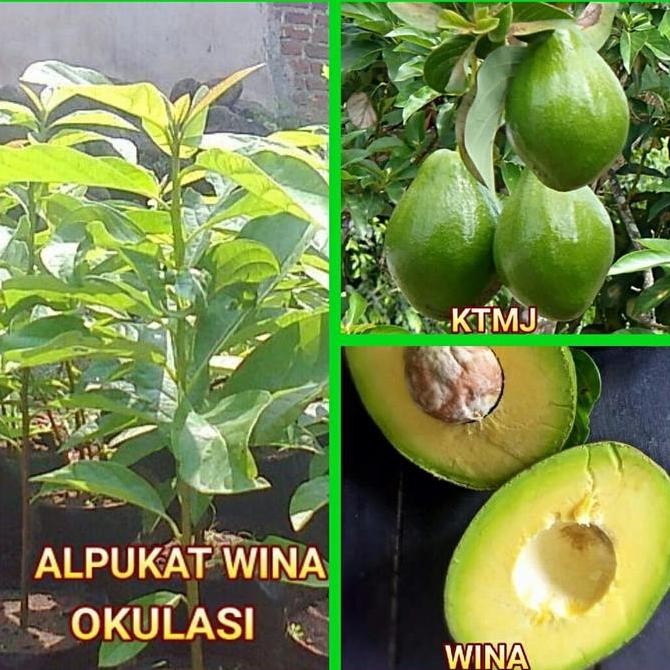 Bibit Tanaman Pohon Alpukat Wina Bibit Alpukat Wina Okulasi ISTIMEWA