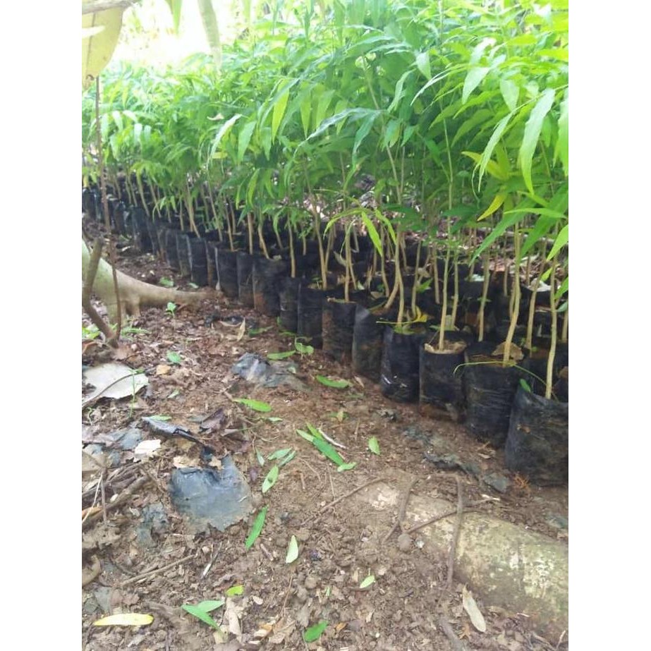 Bibit Tanaman Lerak Alternatif Deterjen/Sabun Tradisional Untuk Batik BARANG SUPER