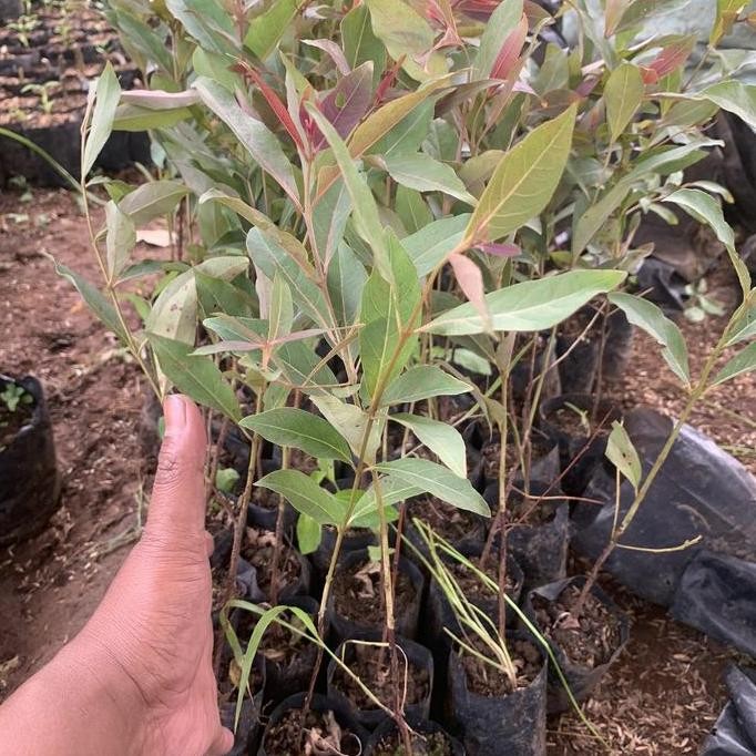 Bibit Pohon Pelangi - Tanaman Rainbow Eucalyptus - Eucalyptus Deglupta terbaru