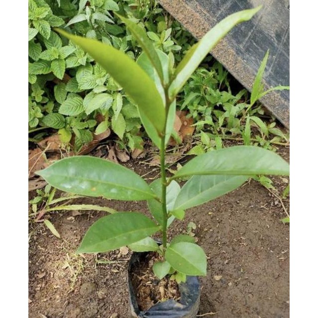 Bibit pohon buah buni/cepat berbuah buni tanaman buah langka terbaru