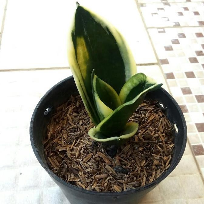 tanaman sansivera pagoda bibit ISTIMEWA