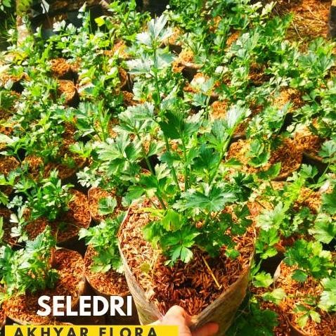 Tanaman Seledri Bibit Seledri Dn Seledri terbaru