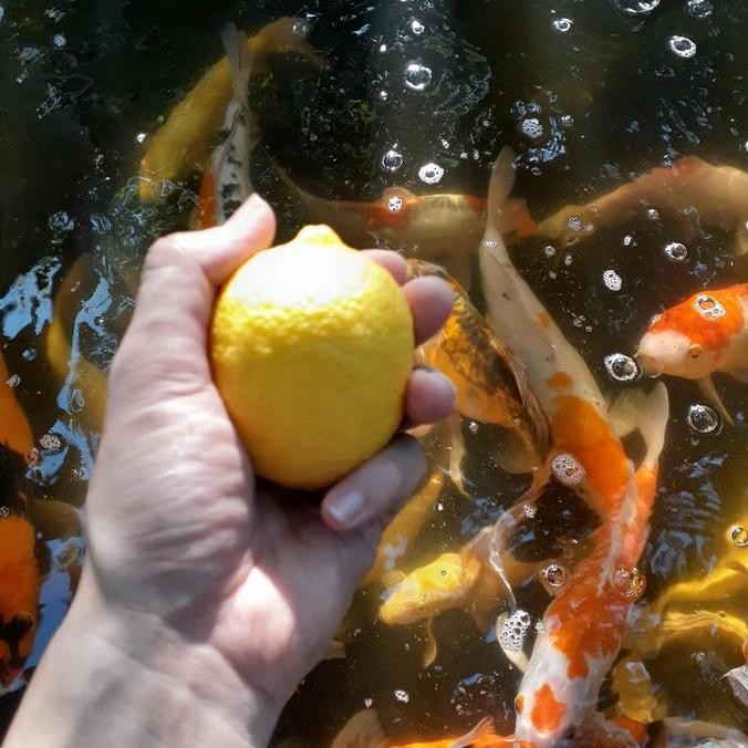 

Produk Baru!! Lemon Import Segar - Buah Lemon Makanan & Minuman Impor Premium