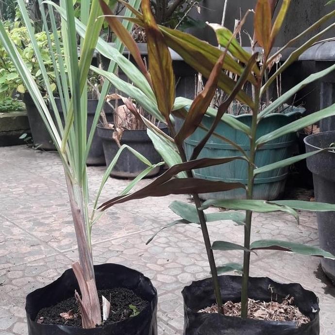 

Diskon! Paket Tanaman Herbal Masak - Sereh + Jahe Merah Segar Siap Tanam