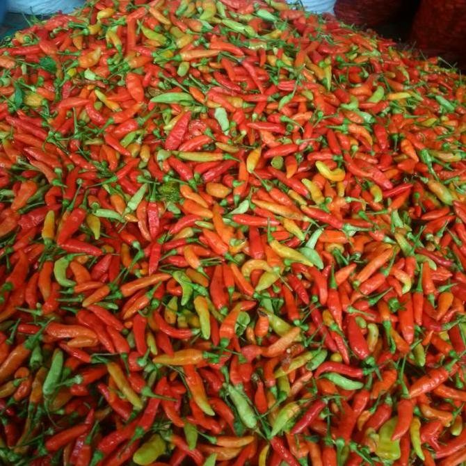 

Diskon! Cabe Rawit Merah Kering 500 Gram Super Pilihan Tanpa Tangkai