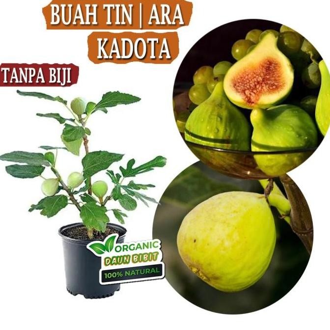 Bibit Buah Tin Kadota | Buah Ara Kadota SBB13 PREMIUM