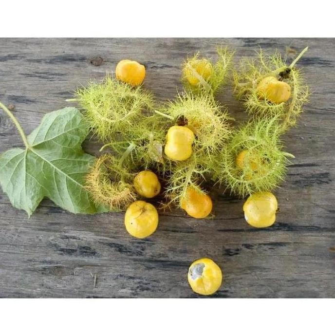 BIBIT BUAH TANAMAN MARKISA MINI PREMIUM