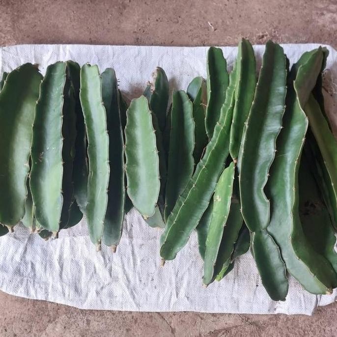 Bibit Buah Naga Golden Isis Kuning Yellow PREMIUM